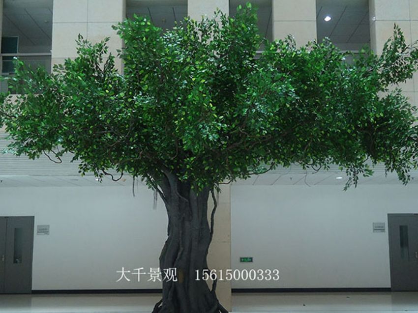 點擊查看詳細信息<br>標題：室內(nèi)榕樹 閱讀次數(shù)：1635