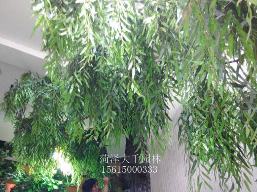 點(diǎn)擊查看詳細(xì)信息<br>標(biāo)題：假樹 閱讀次數(shù)：1535