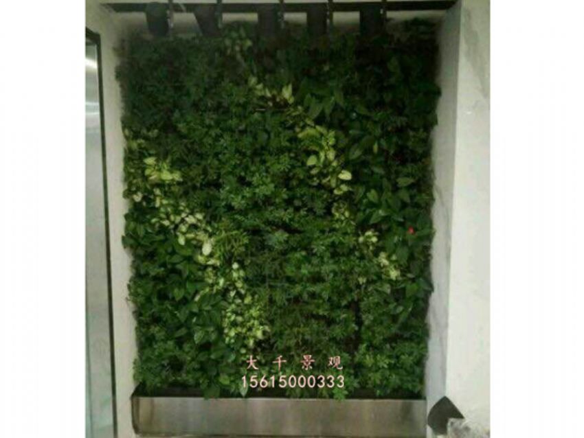 點擊查看詳細信息<br>標題：綠植墻 閱讀次數：2281